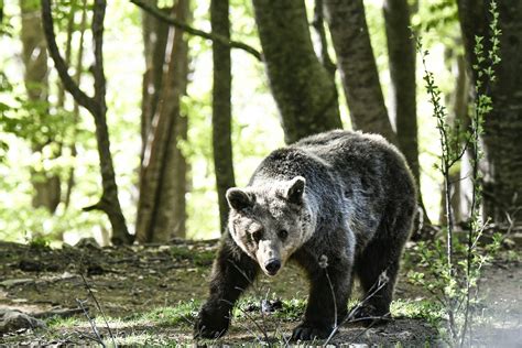 Went to famous greek kitchen on a sunday; Bear Attacks Wheelchair-using Pensioner in Her Own Home