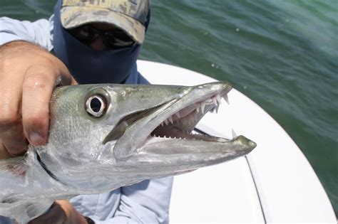 Can You Eat Barracuda Everything You Need To Know Usangler