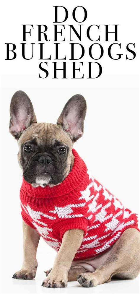 Their short coarse hairs stick tenaciously to your clothing and furnishings. Do French Bulldogs Shed? Will Your New Pup Make A Mess?