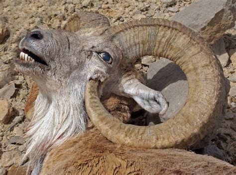 Potret Domba Argali Yang Terbunuh Oleh Tanduknya Sendiri Karo Gaul