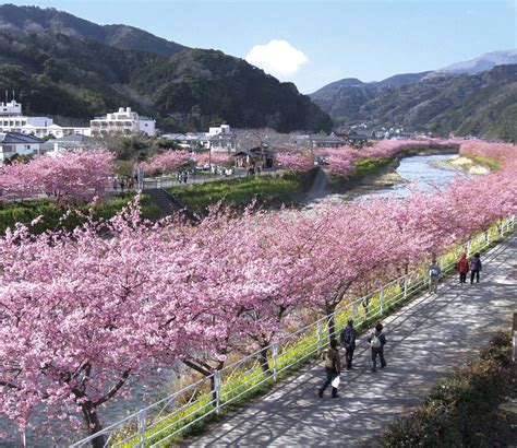 Early Cherry Blossom Season Izu Peninsula Kawazu Cidades Do
