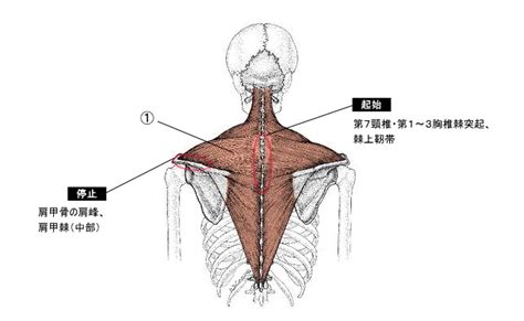 僧帽筋中部線維の作用と役割（起始停止・神経支配・筋トレメニューなどを徹底解剖）