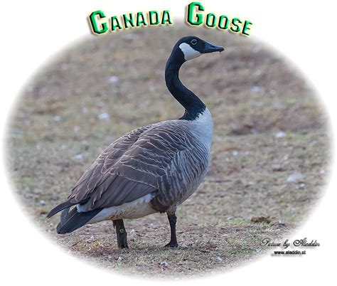 ** item pictured is the exact item you will receive if you are the winning bidder! Birding/ Bird watching in Sweden - Canada Goose