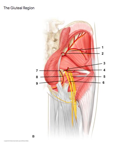 Gluteal Region Nerves And Artery Diagram From Quiz Diagram Quizlet