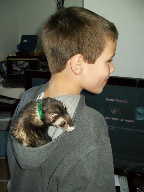 Ferrets are rather more demanding than most other caged domestic animals, but if you are prepared ferret houses and cages should be well constructed and secure, as ferrets are talented escape artists! Are Ferrets Hypoallergenic? My Experience Owning Ferrets ...