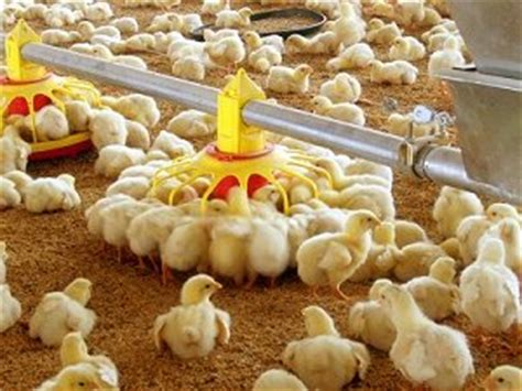 Broiler tasikmalaya harga ayam broiler tulungagung hari ini harga ayam broiler tangerang harga ayam broiler terupdate harga ayam broiler video ini berisi tentang informasi harga ayam bloiler hari ini | terbaru yang bisa anda gunakan sebagai acuan dalam menjual hasil produksi ternak anda. Harga Ayam Broiler Murah | Jual Ayam Broiler Hidup Harga ...
