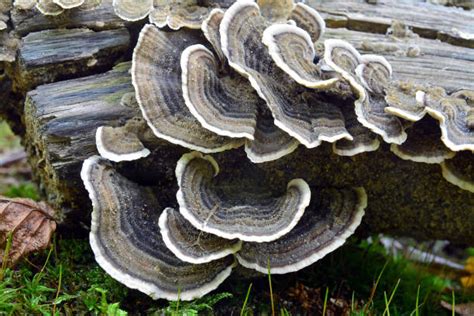 how to grow turkey tail mushrooms fungi magazine