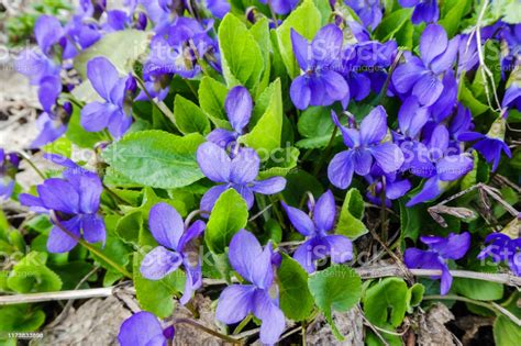 Viola Odorata Scentscented Violet Flower Forest Blooming In Spring The
