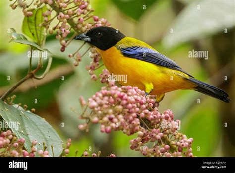 Black Chested Mountain Tanager Buthraupis Eximia Perched On A Branch
