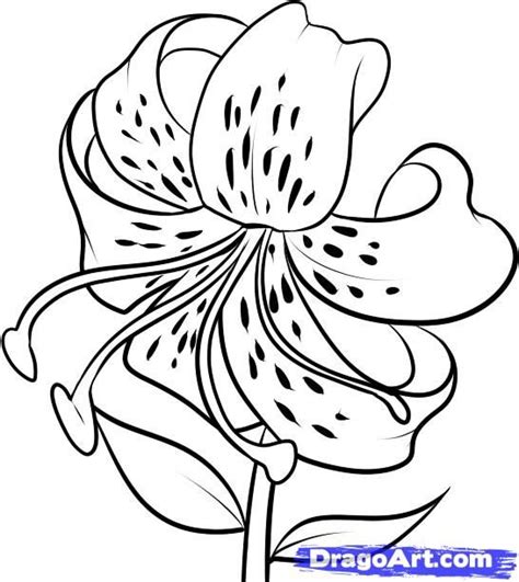 How To Draw A Tiger Lily Flower