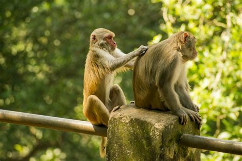 Free Stock Photo Of Animal Love Monkey Sitting Monkeys