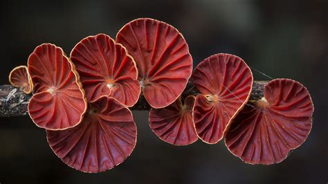 Pictures Of Unusual Mushrooms Big Teenage Dicks
