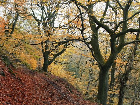 Late Autumn Beech Forest With Golden Leaf Colours Photograph By Philip
