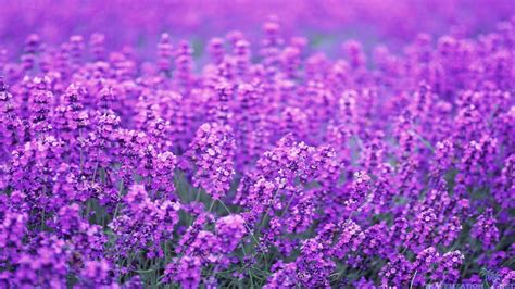 Lavender Flowers Wallpaper 1920x1080 4899
