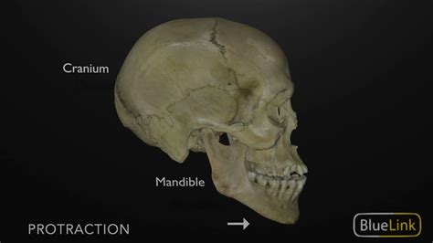Protrusion And Retraction Of The Mandible Youtube