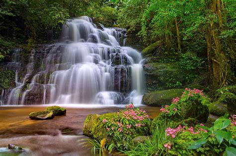 Forest Fall Forest Cascades Wildflowers Summer Waterfall Bonito