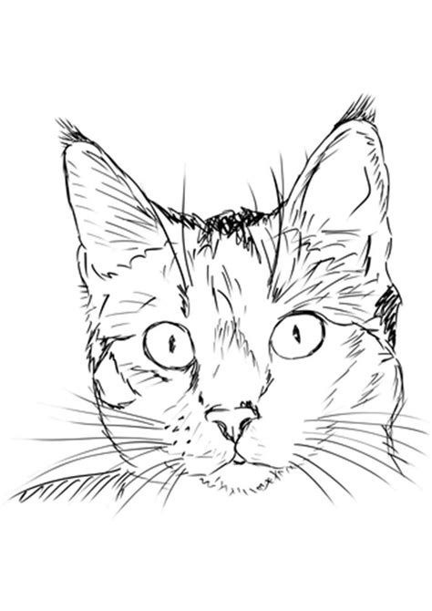 Printable Realistic Cat Coloring Pages