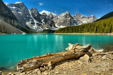 Washed Up At Moraine Lake Photograph By Adam Jewell Fine Art America