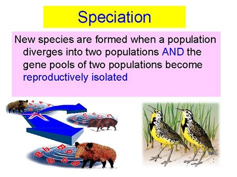 15 3 Mechanisms Of Evolution 15 3 Speciation
