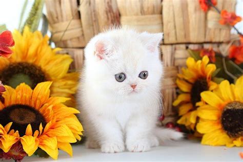 Important details you should know before purchasing. Past Kittens | Persian kittens, Teacup persian kittens ...