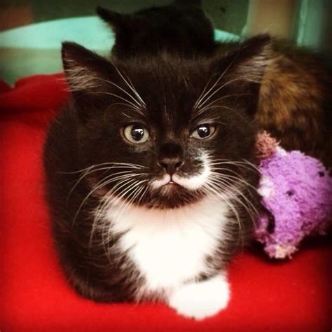 Tuxedo Cat With Half Mustache