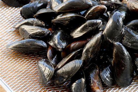 Cape Cod Wild Mussels East Coast Domestic Mussels Available Online