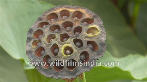 Trypophobia Alert Lotus Seed Pods In An Indian Pond Youtube