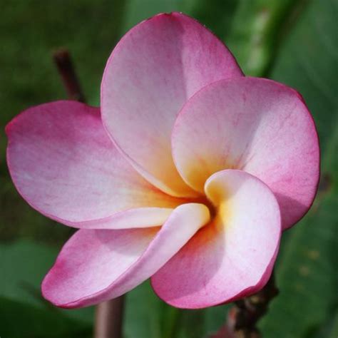 Download this free nani plumeria cutting, maui plumeria gardens wallpaper in high resolution and use it to brighten your pc desktop, ipad, iphone, android, tablet and every other display. 【Maui Plumeria Garden】Grove Farm ／グローブファームプルメリア苗木／HGPL ...