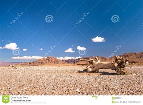 Dead Tree In The Stone Desert Morocco Stock Image Image Of Cloud