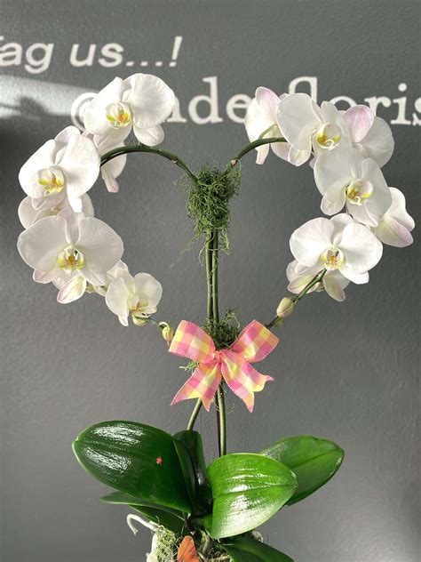 Great long, lasting gift for many occasions. Heart Shaped Orchid Plant in Torrance, CA | Andes Florist