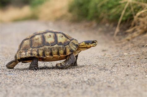 Angulate Tortoise In South Africa Herpetology