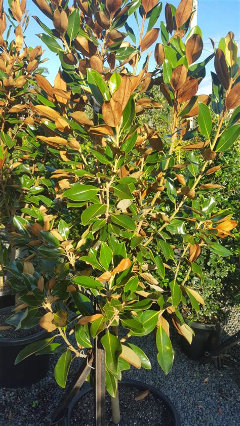 Magnolia Little Gem Feature Trees Plants Shrubs
