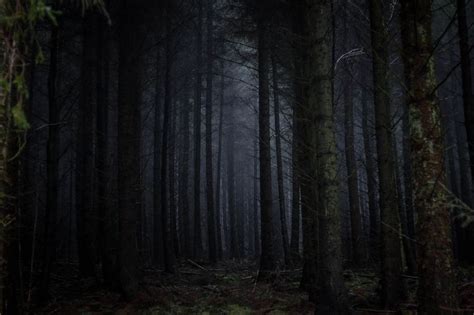 Pin By Scottmocean On Forest Dark And Moody Dark Forest Theory