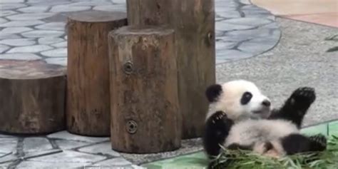 Baby Pandas Falling Off Things Does What It Says On The Tin Huffpost Uk