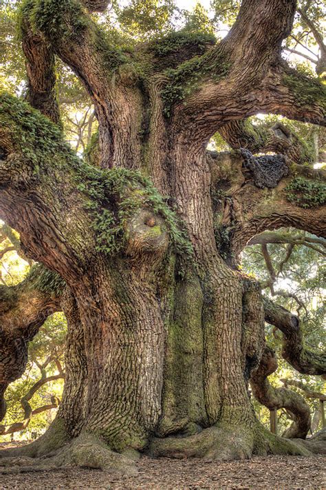 Angel Oak Tree Live Oak Tree Giant Tree Of Life Dustin K Ryan Photography