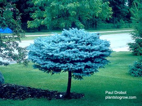 Free shipping on all orders over $199. Globe Blue Spruce Standard - Website of qoqajoss!