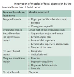 Facial Muscles Supplied By Facial Nerve Quick Summary Medicomaestro