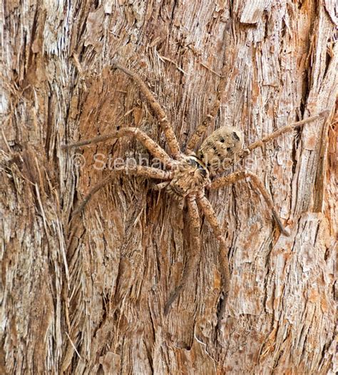 Best Photos Of Australian Spiders Weird Unusual Arachnids In Australia
