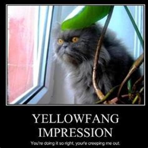 Funny warrior cat memes #2. ILOVE WARRIORS's profile
