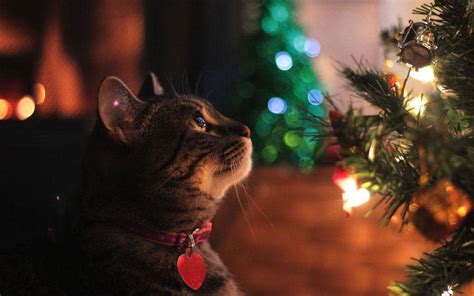 How To Cat Proof Your Christmas Tree
