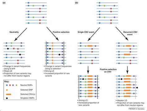 Exploring The Role Of Copy Number Variants In Human Adaptation Trends