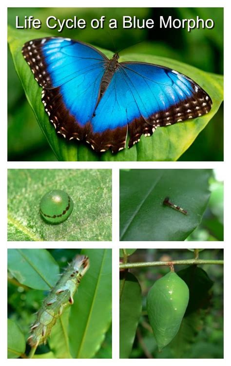 Click To Learn Fascinating Facts About The Lifecycle Of A Blue Morpho