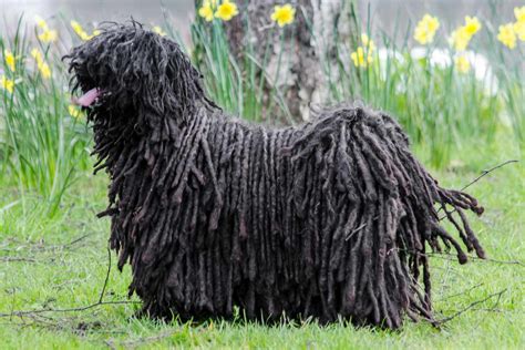 Is A Puli Dog A Working Breed