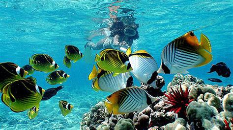 Guide To Snorkeling In Hawaii Spots Tours And Rentals