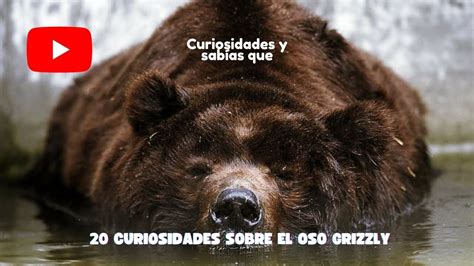 20 Curiosidades Sobre El Oso Grizzly Youtube