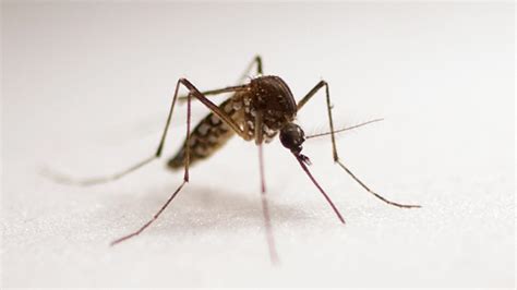 Pesticide Resistant Mosquitoes Found In Nm By Nmsu Researchers