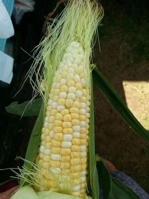 Bi-colored corn | Colored corn, Vegetables, Corn