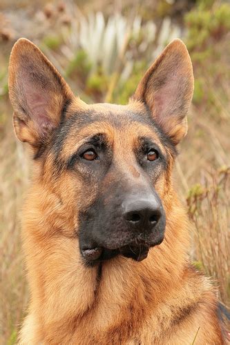 Hai un pastore tedesco e vuoi sapere come prendertene cura? Pastore tedesco: il cane e la metafisica | Tutto Zampe