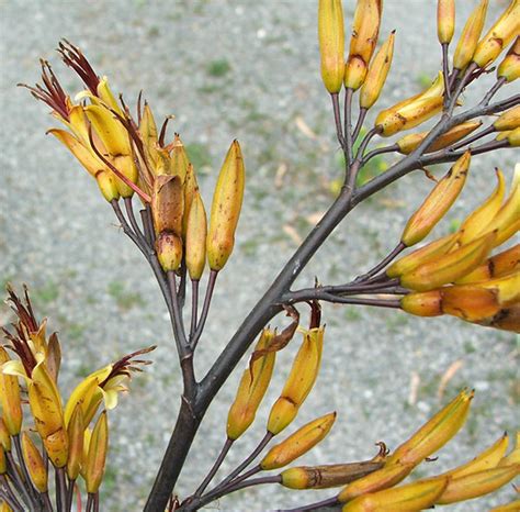 We did not find results for: Cordyline and Phormium Flowers