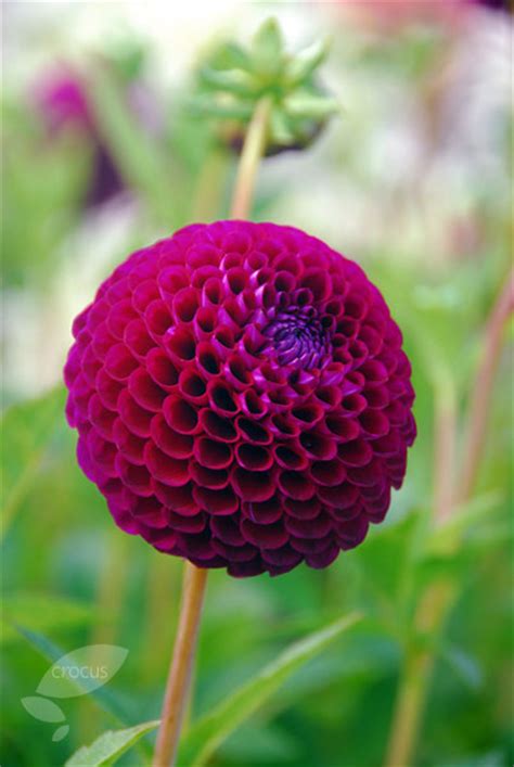 Where can i buy dahlia flowers near me. Buy ball dahlia tuber Dahlia 'Downham Royal': Delivery by ...
